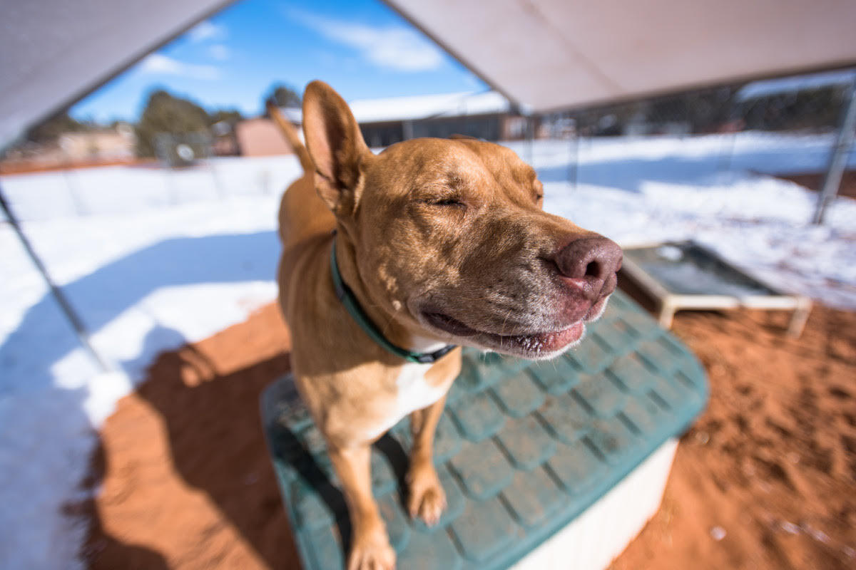 Brighten Your Winter with a Visit to Best Friends Animal Sanctuary Brighten Your Winter with a Visit to Best Friends Animal Sanctuary