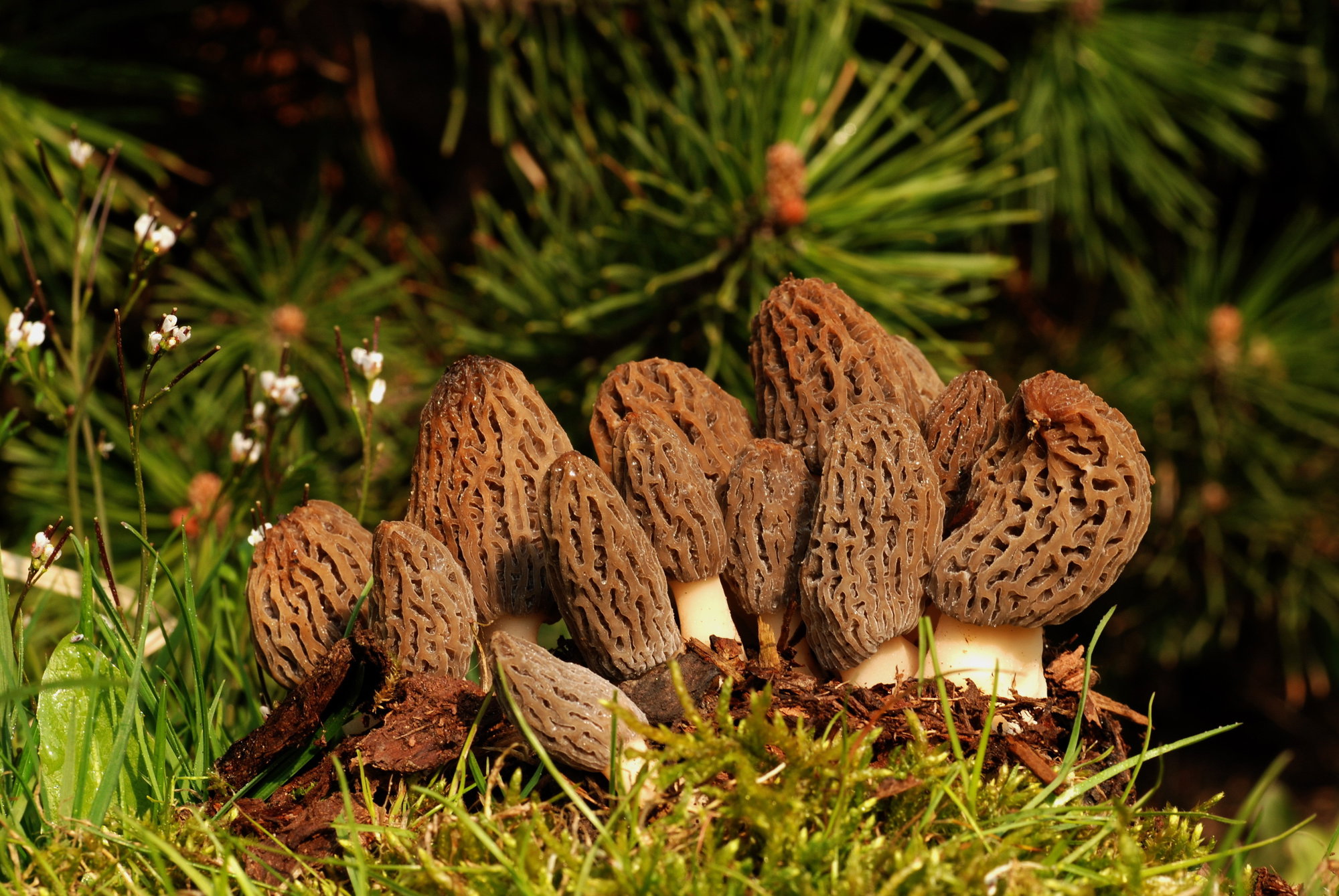 Foraging for Edible Mushrooms Near Park City Foraging for Edible Mushrooms Near Park City